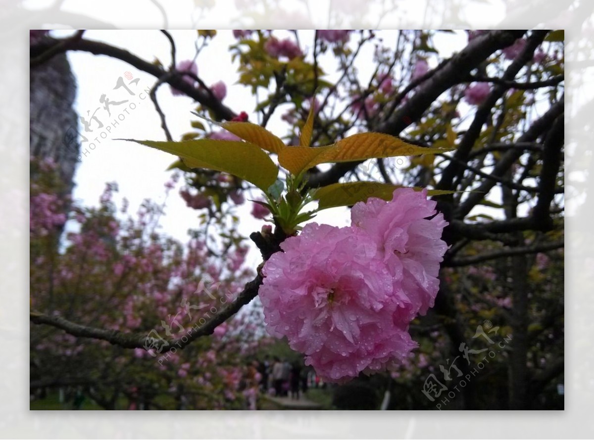 桂林樱花图片