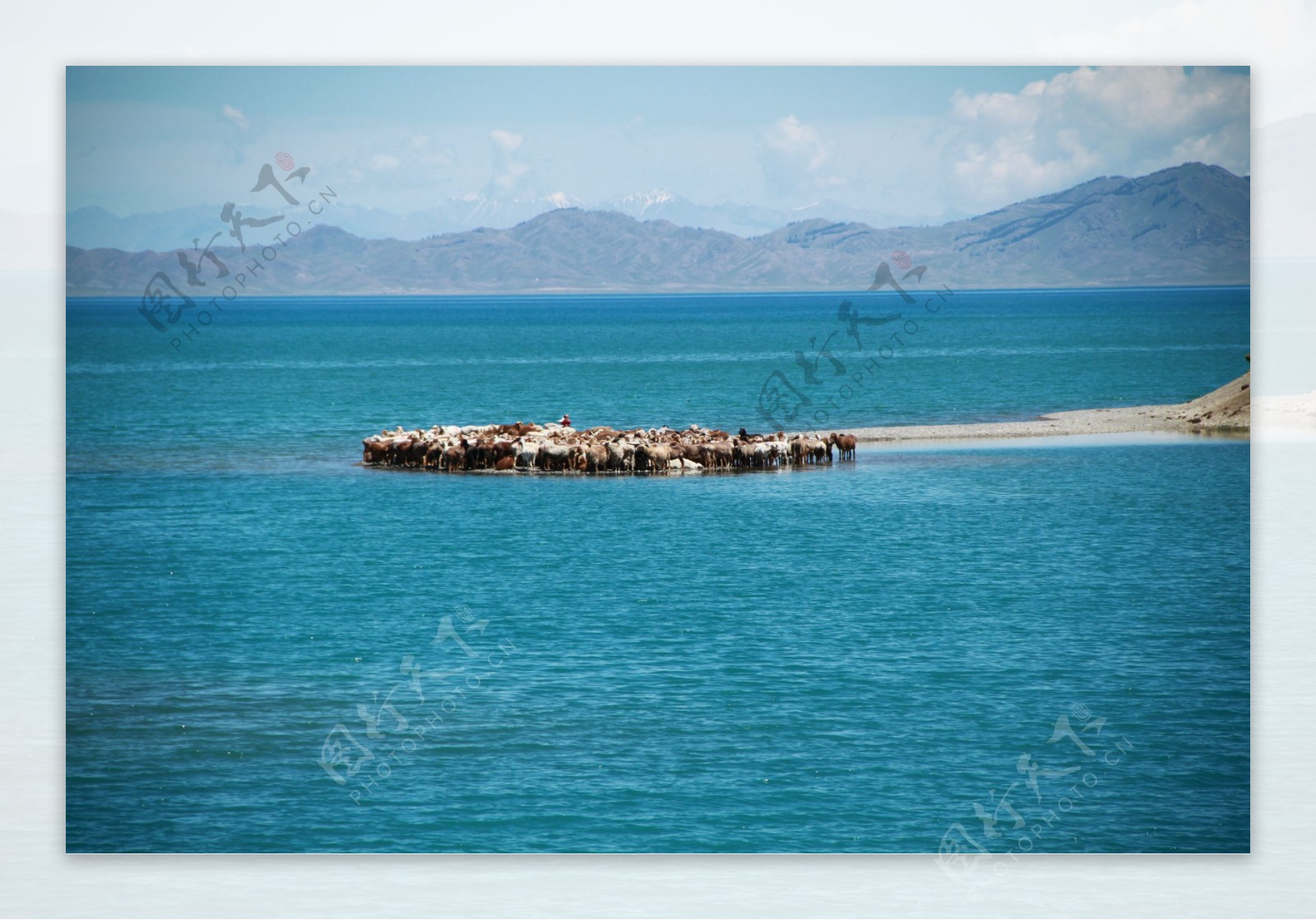 海边的羊群图片