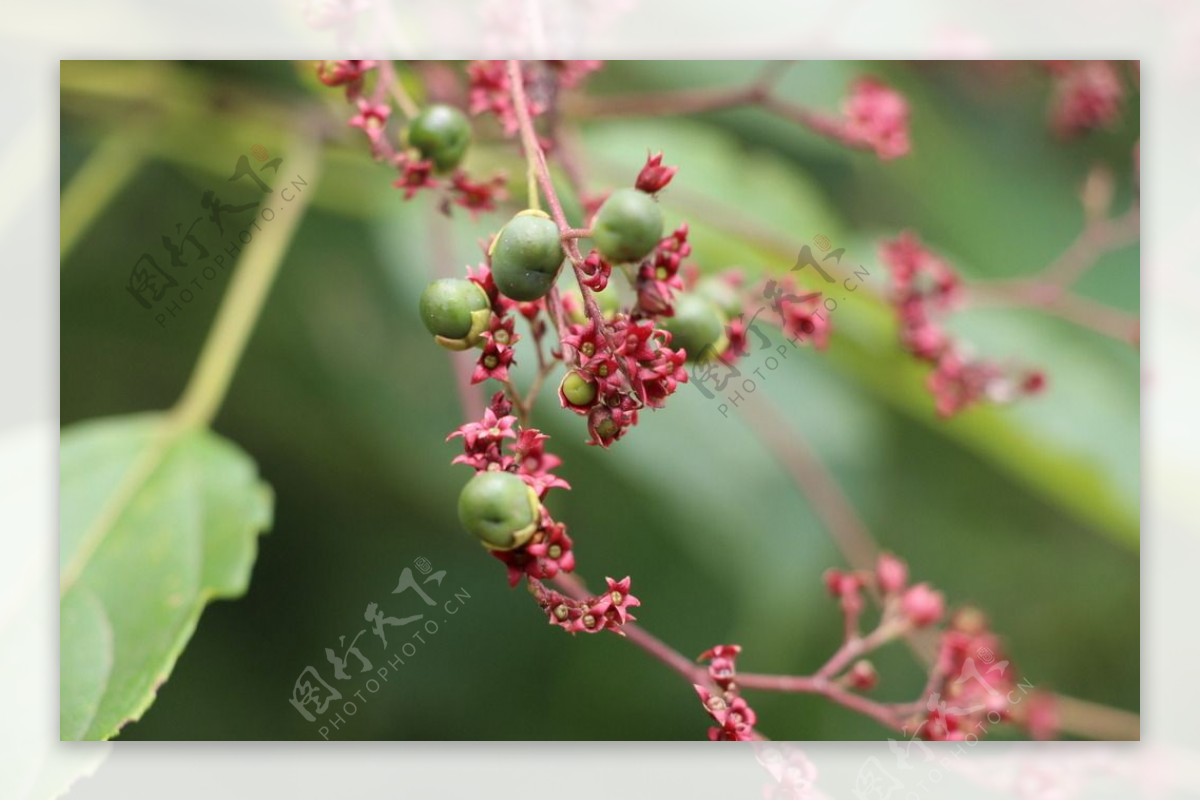 野果花图片