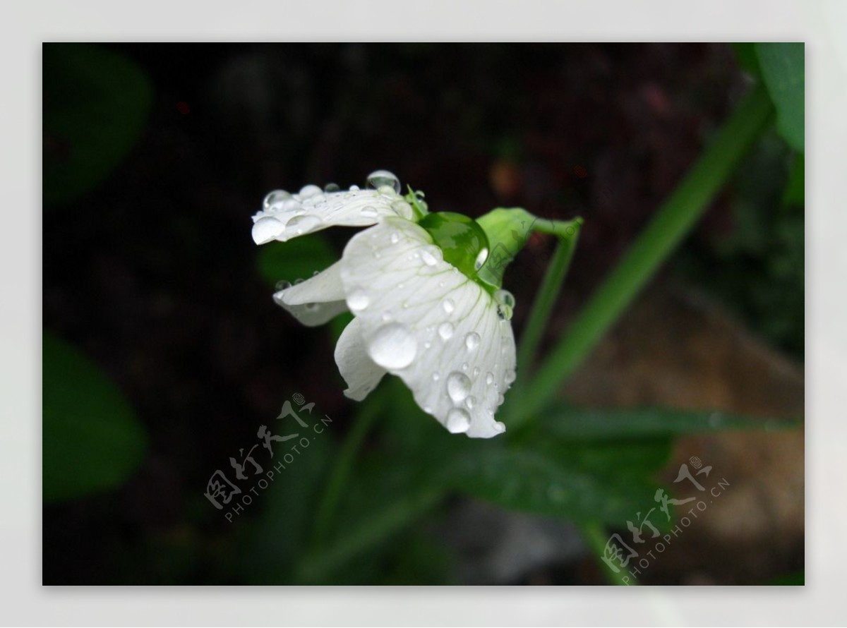 白净清新雨水滴豌豆花绿色背景图片