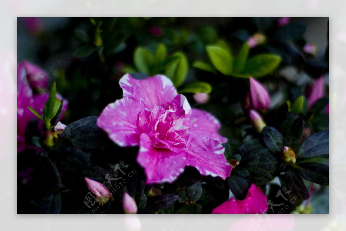 粉红杜鹃图片