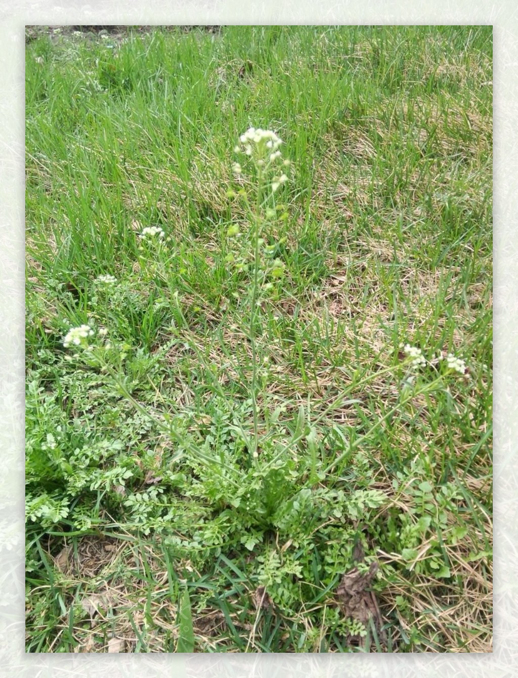 春天田园草地上的野花与绿色植被风景 - 免费可商用图片 - CC0素材网