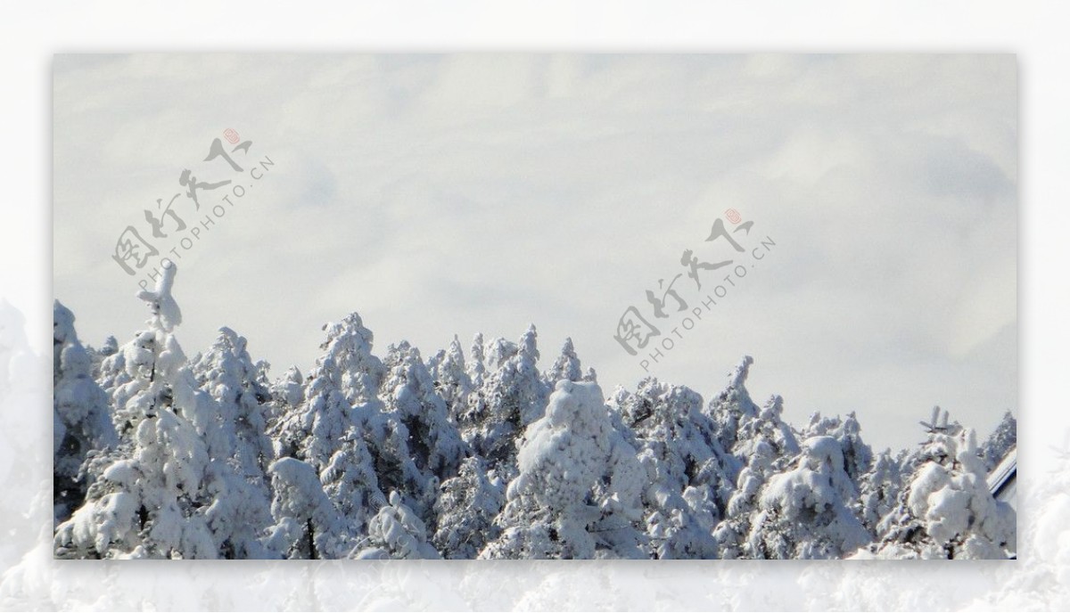 雪松林非高清图片