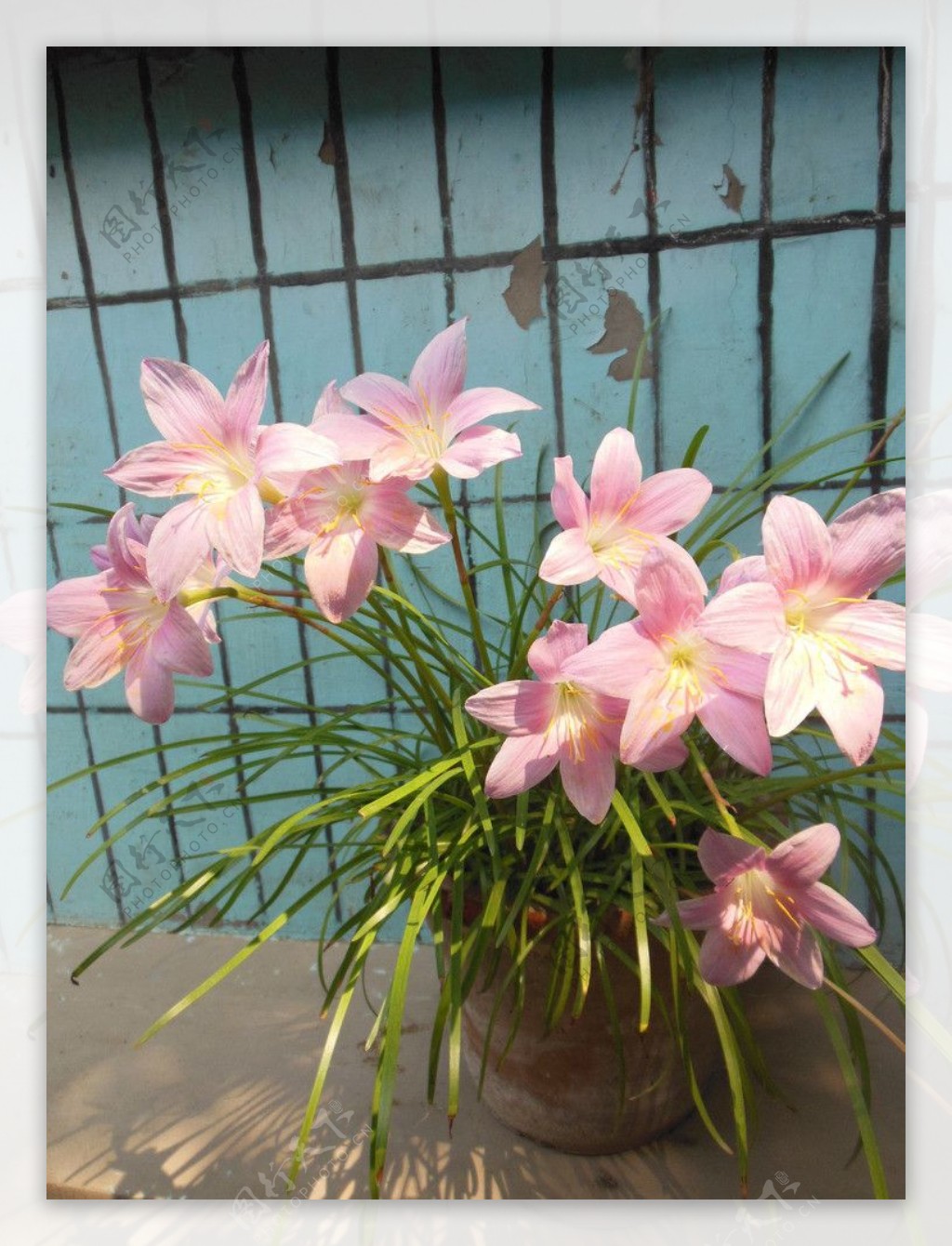 韭兰花图片