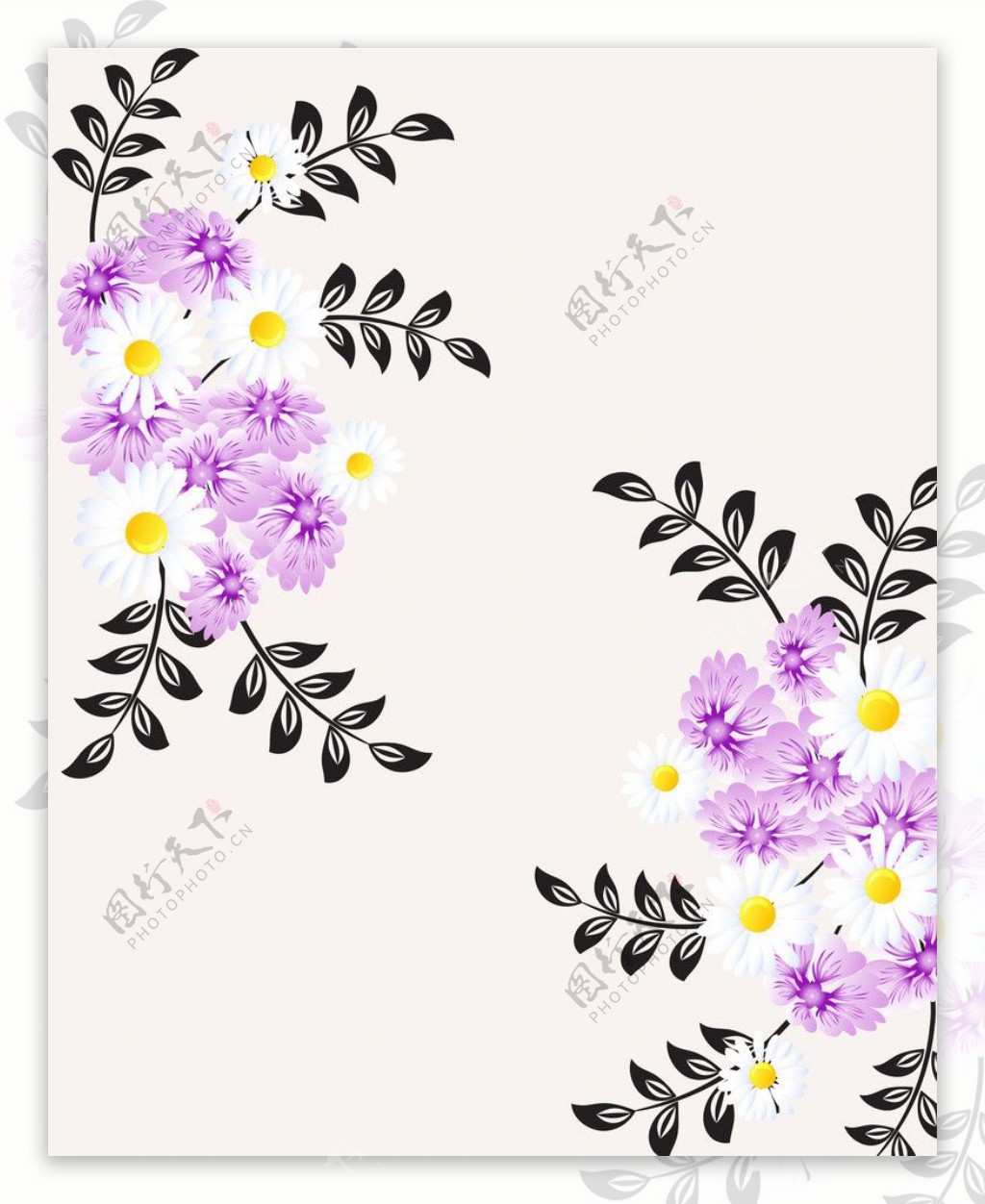紫菊图片