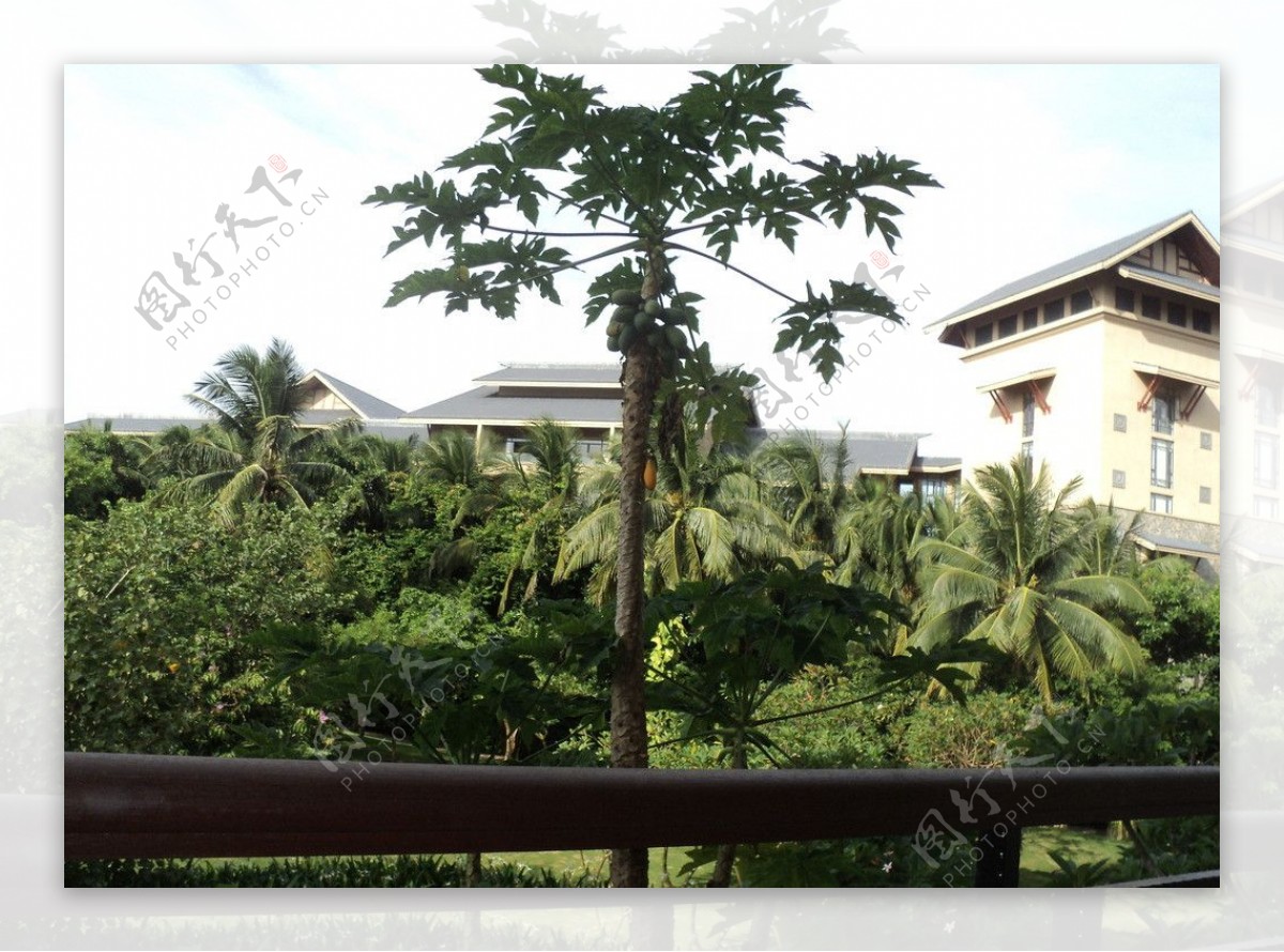 三亚特色的椰林和万豪酒店图片