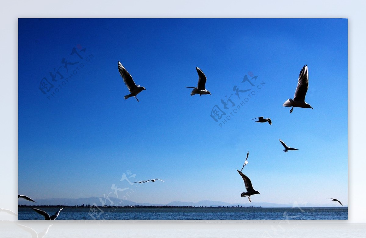 海阔天空海鸥大海图片