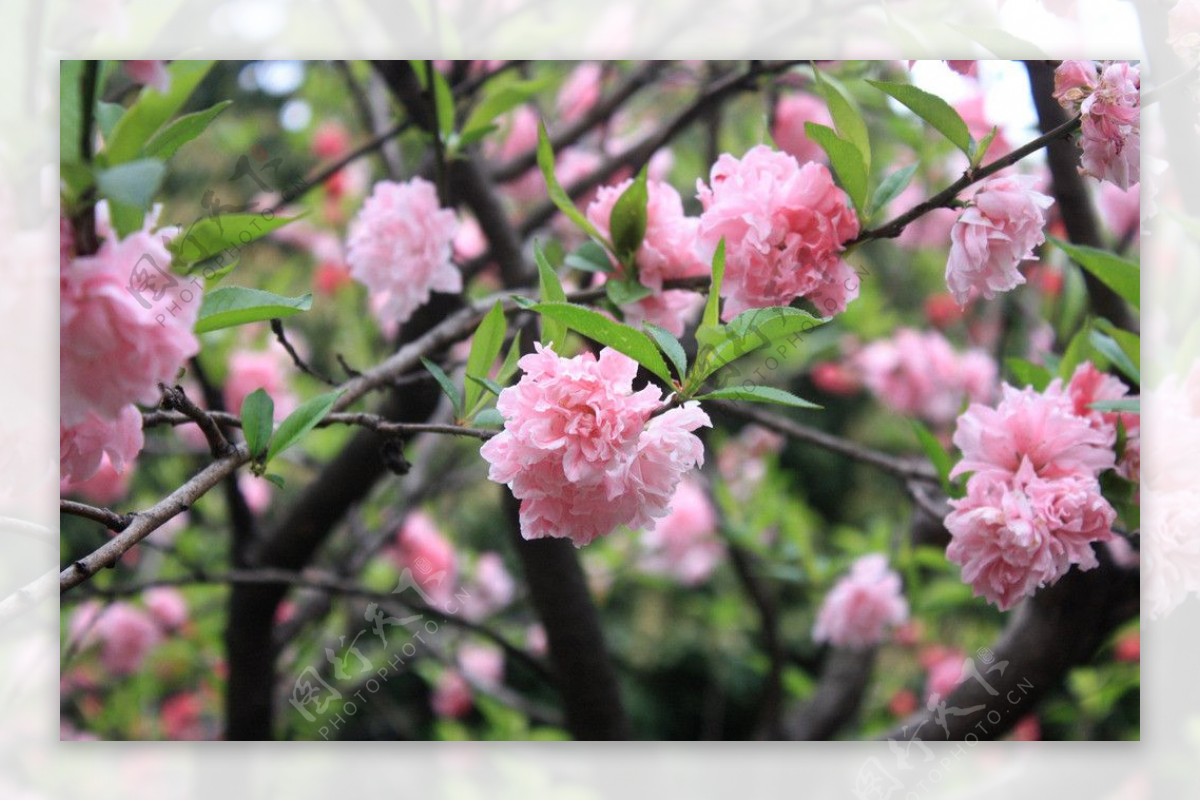 樱花粉色花卉图片
