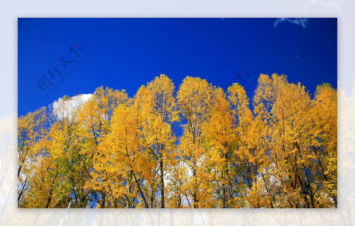 西藏黄色树丛天空图片