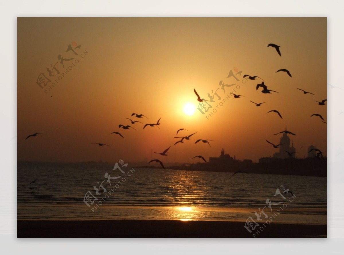 海鸥和夕阳图片