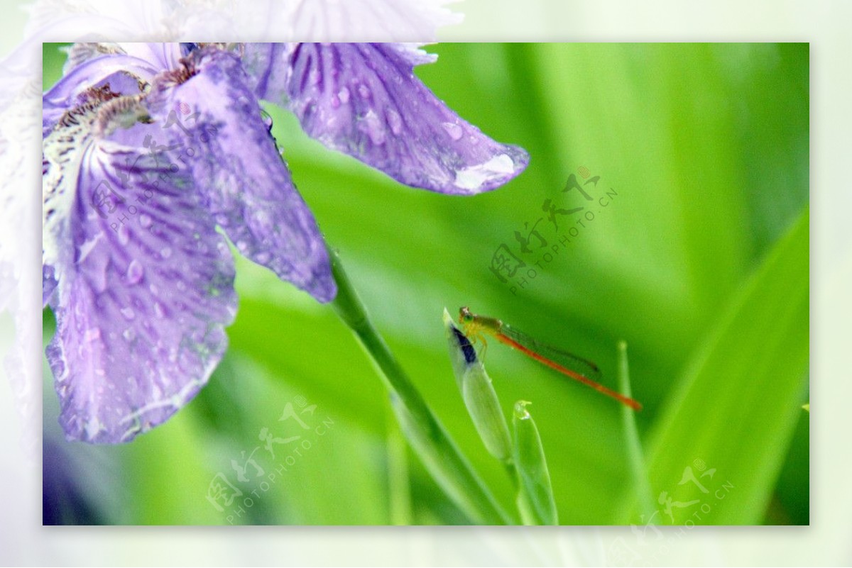 鸢尾花与蜻蜓图片