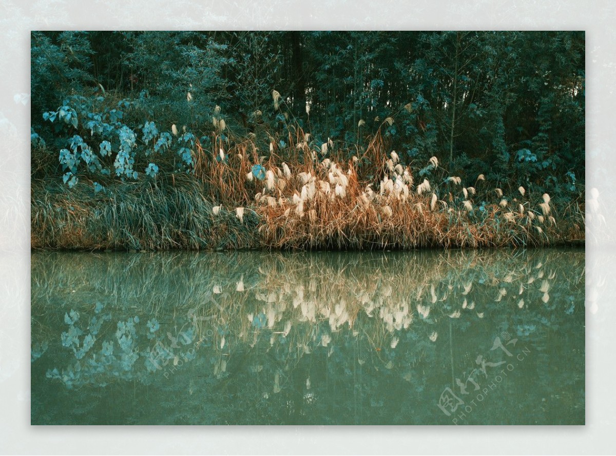 杭州西溪湿地芦苇图片