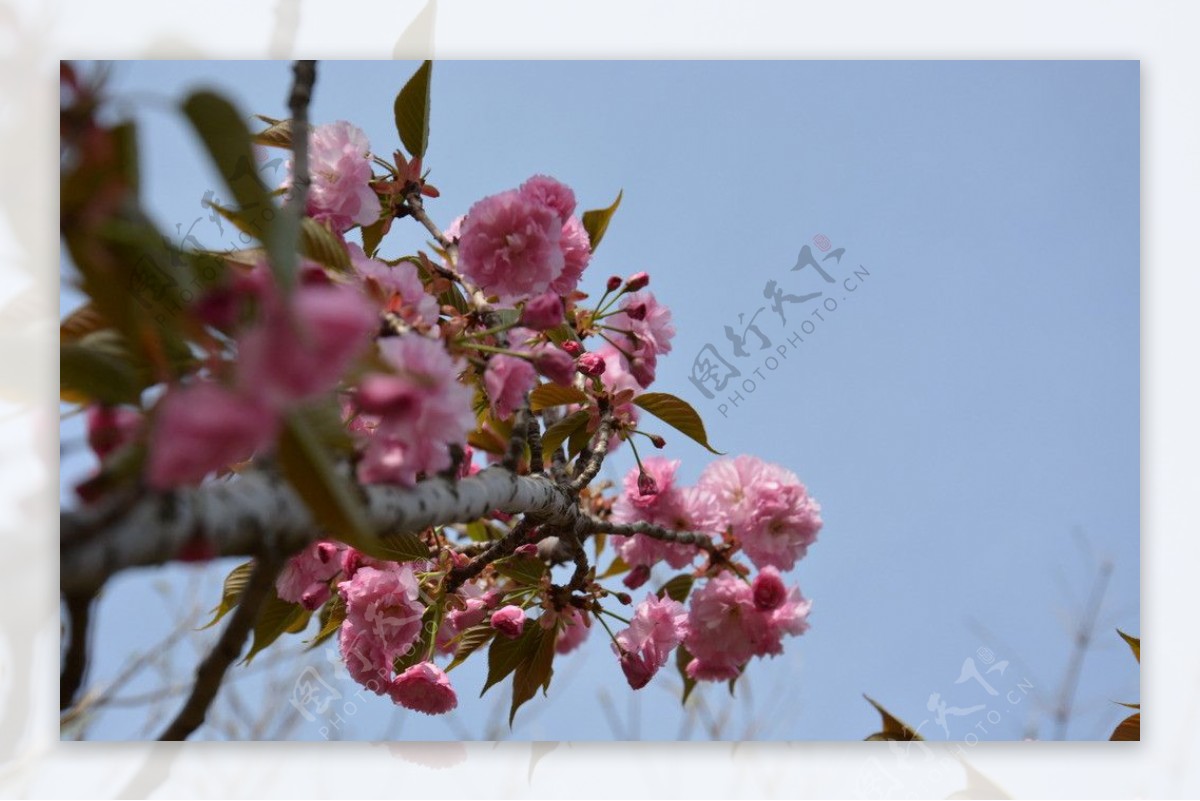 樱花节图片