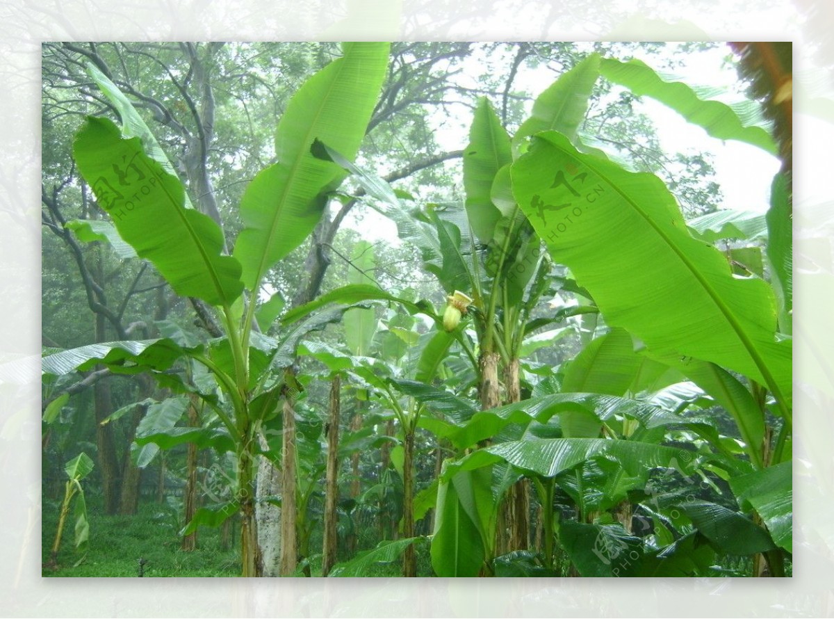 雨中的芭蕉果摄影图__水果_生物世界_摄影图库_昵图网nipic.com
