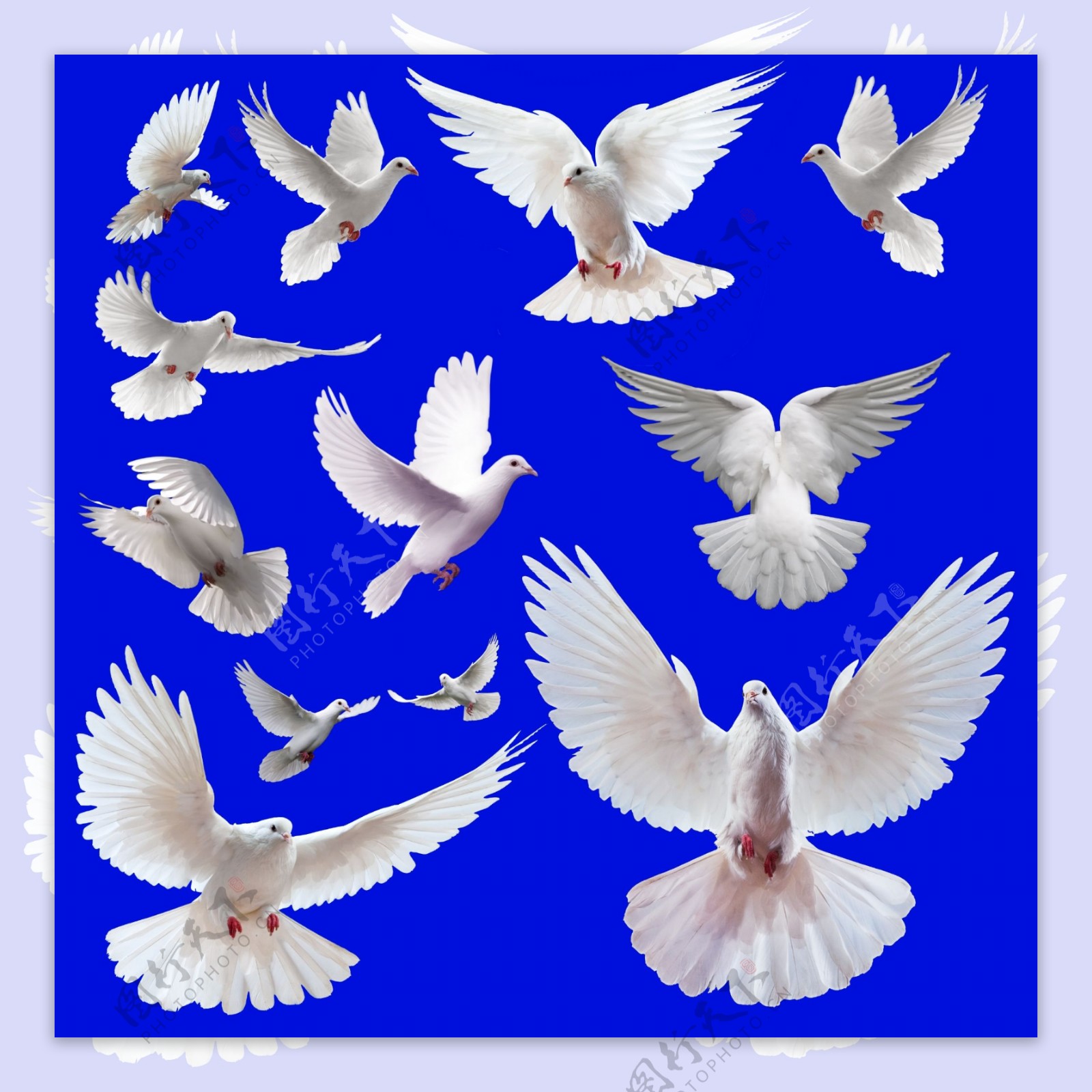 振翅飞翔的白鸽图片素材-编号14260042-图行天下