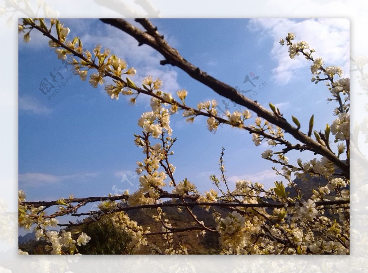 信宜梨花图片