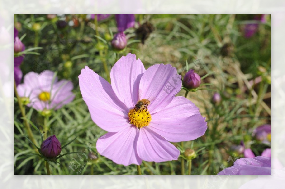 波斯菊格桑花秋英菊图片