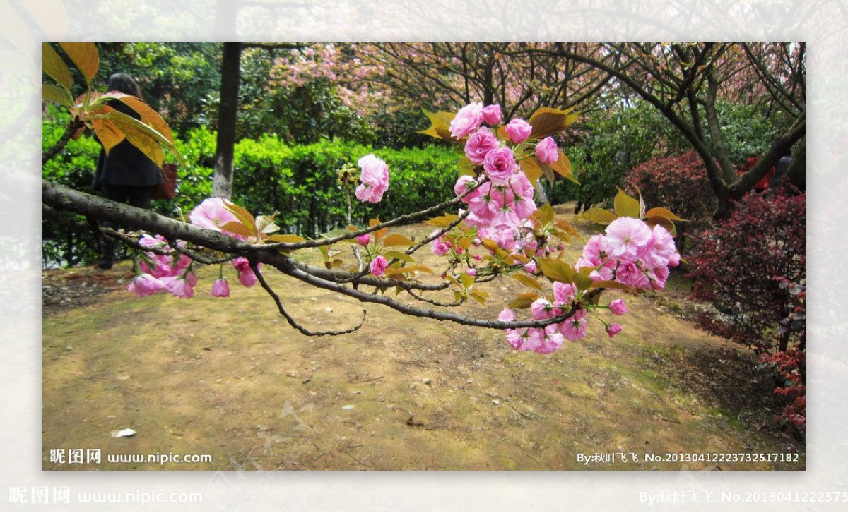 樱花园樱花图片