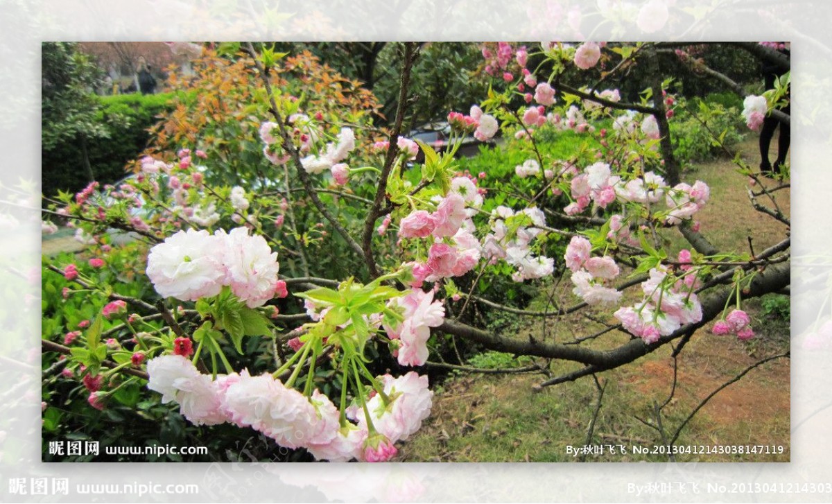 樱花园樱花图片