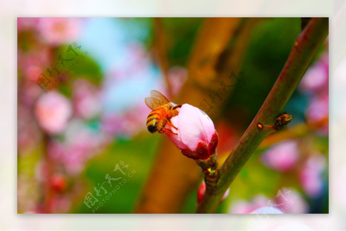 蜜蜂和花苞图片