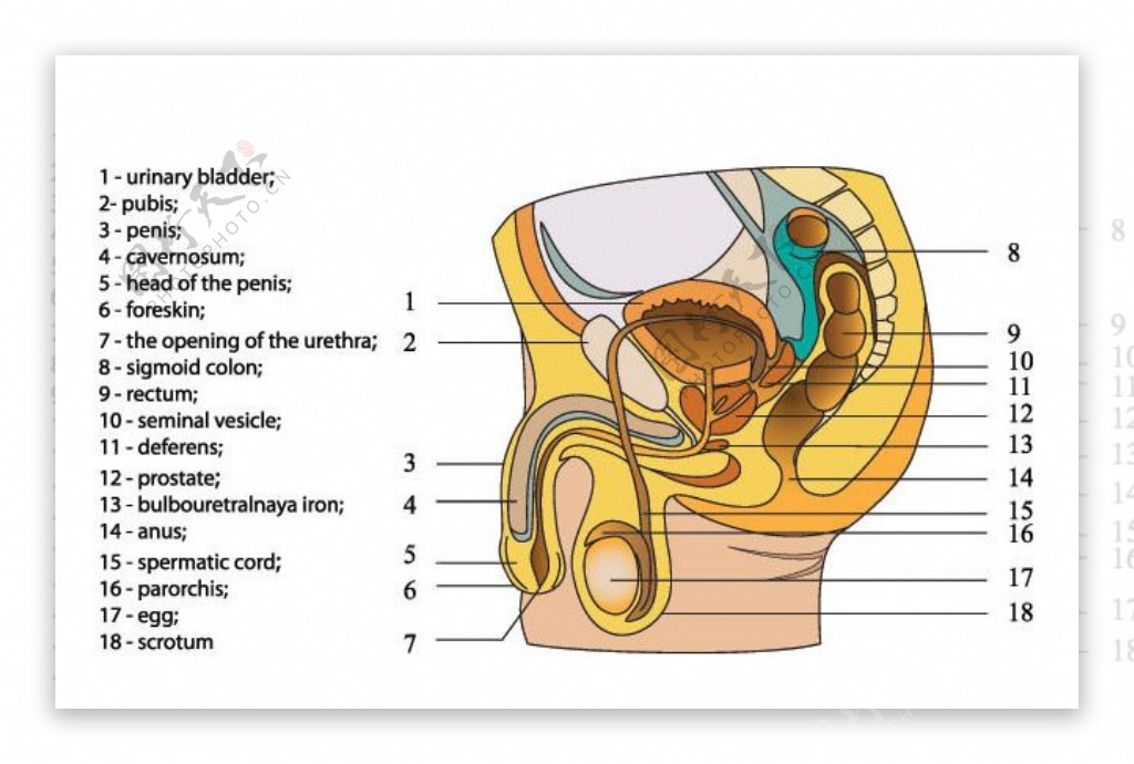 人体解剖矢量素材图片