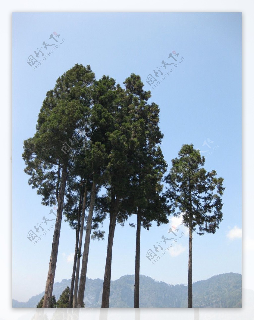 樹與藍天图片