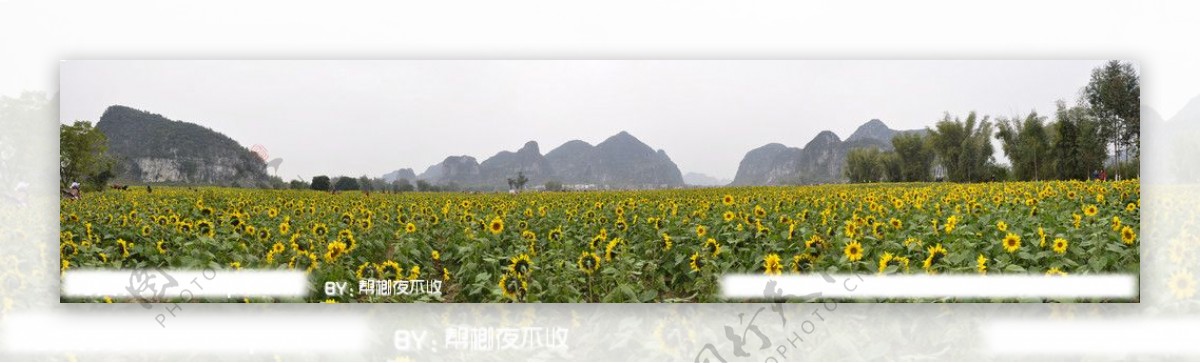上林县油葵图片