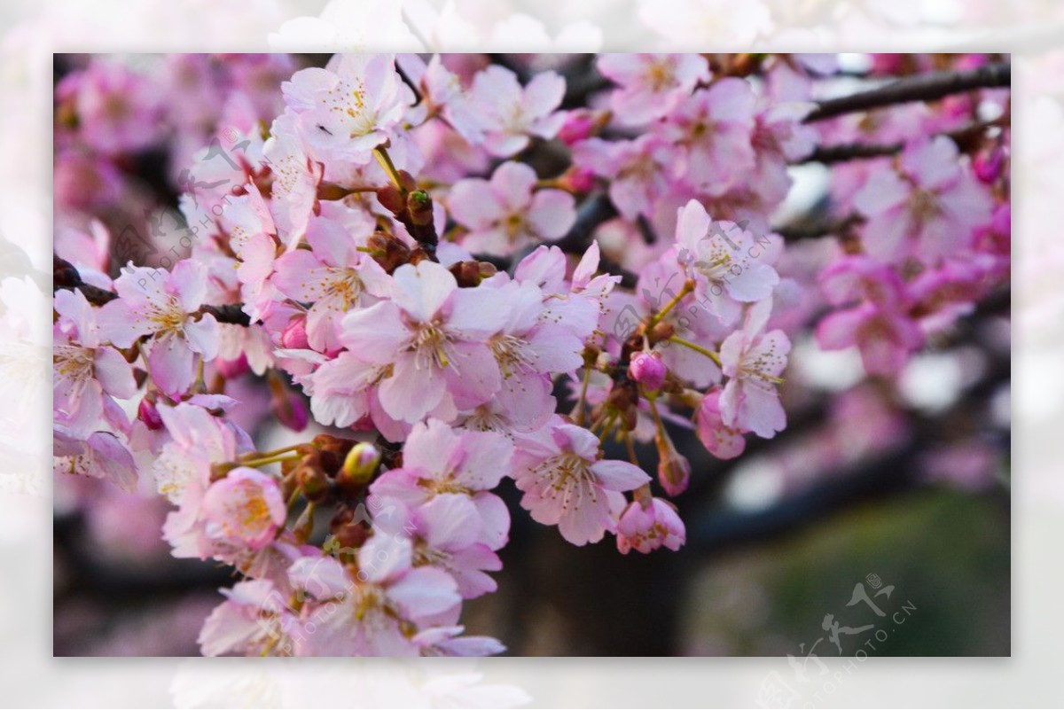 高清粉色樱花图片