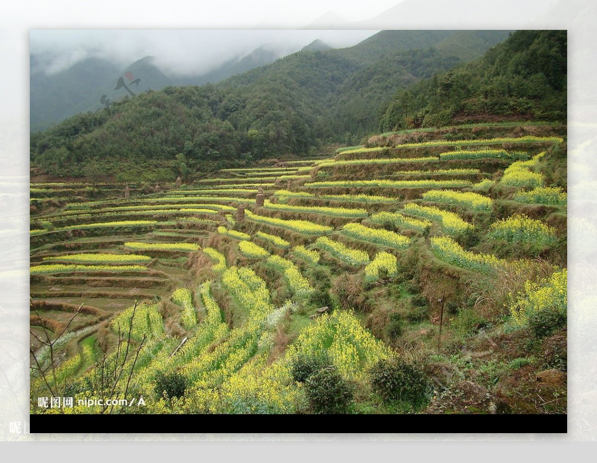 油菜梯田图片