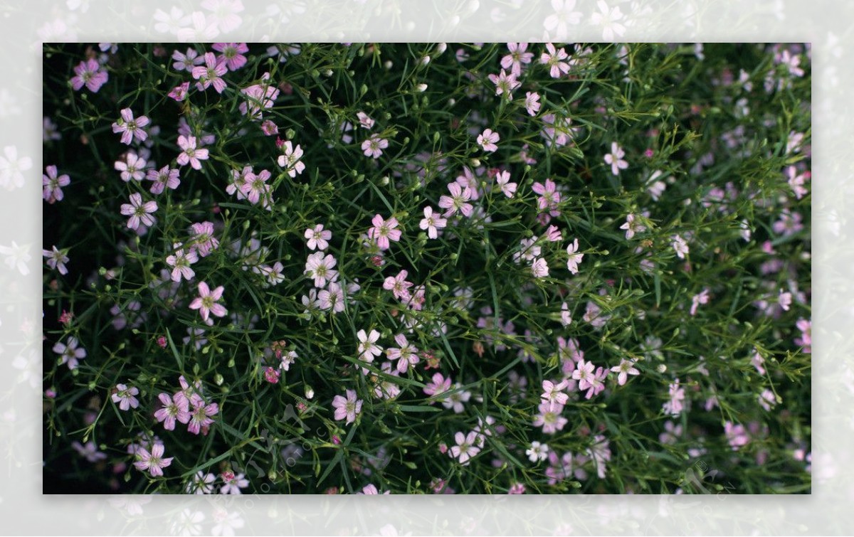 花丛背景素材图片