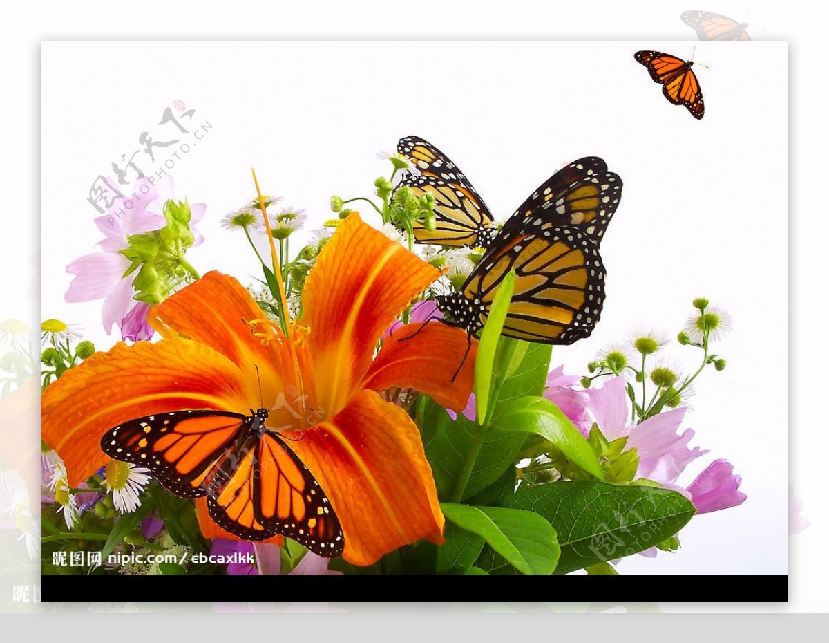 花和蝴蝶图片