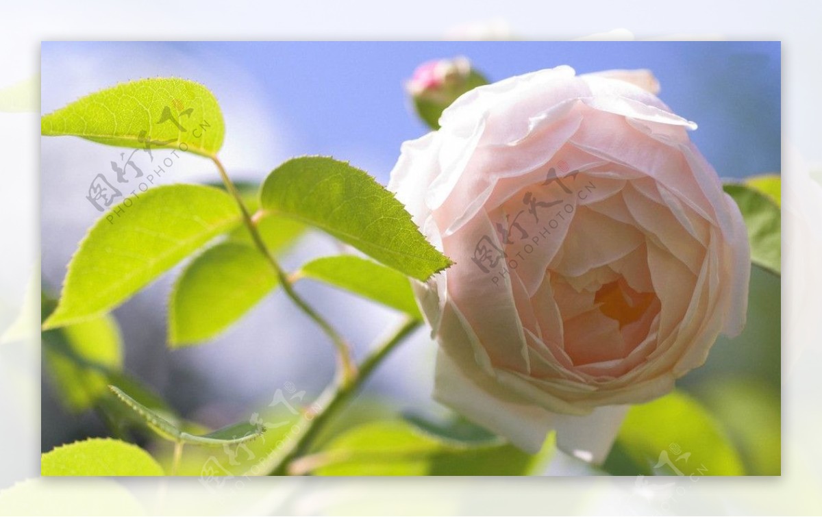 粉色玫瑰阳光下的花图片