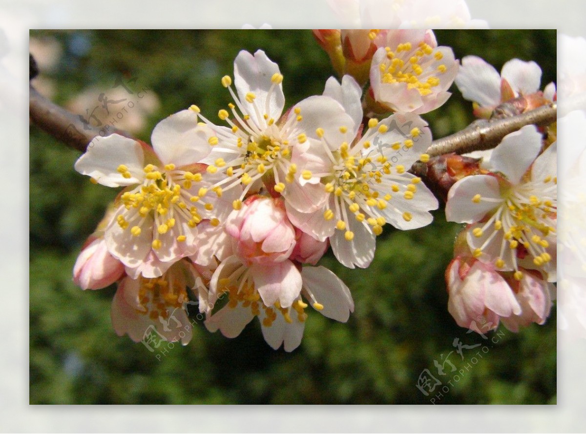 樱桃花图片