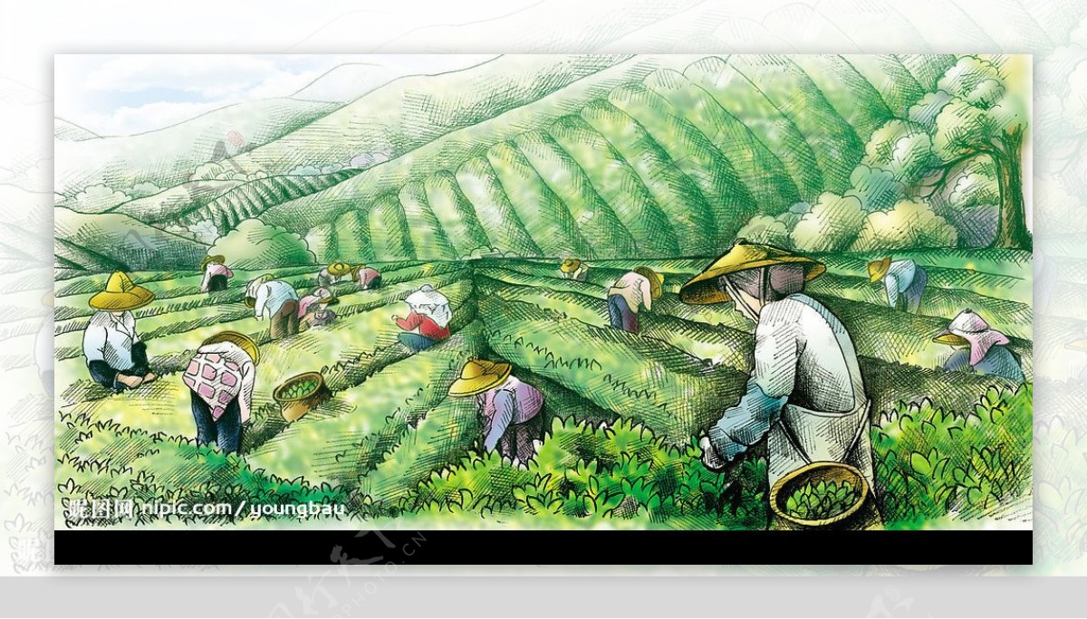 彩绘台湾茶山图片