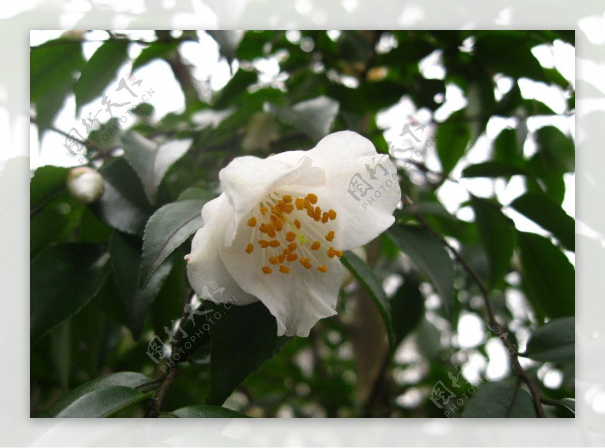 白色山茶花图片