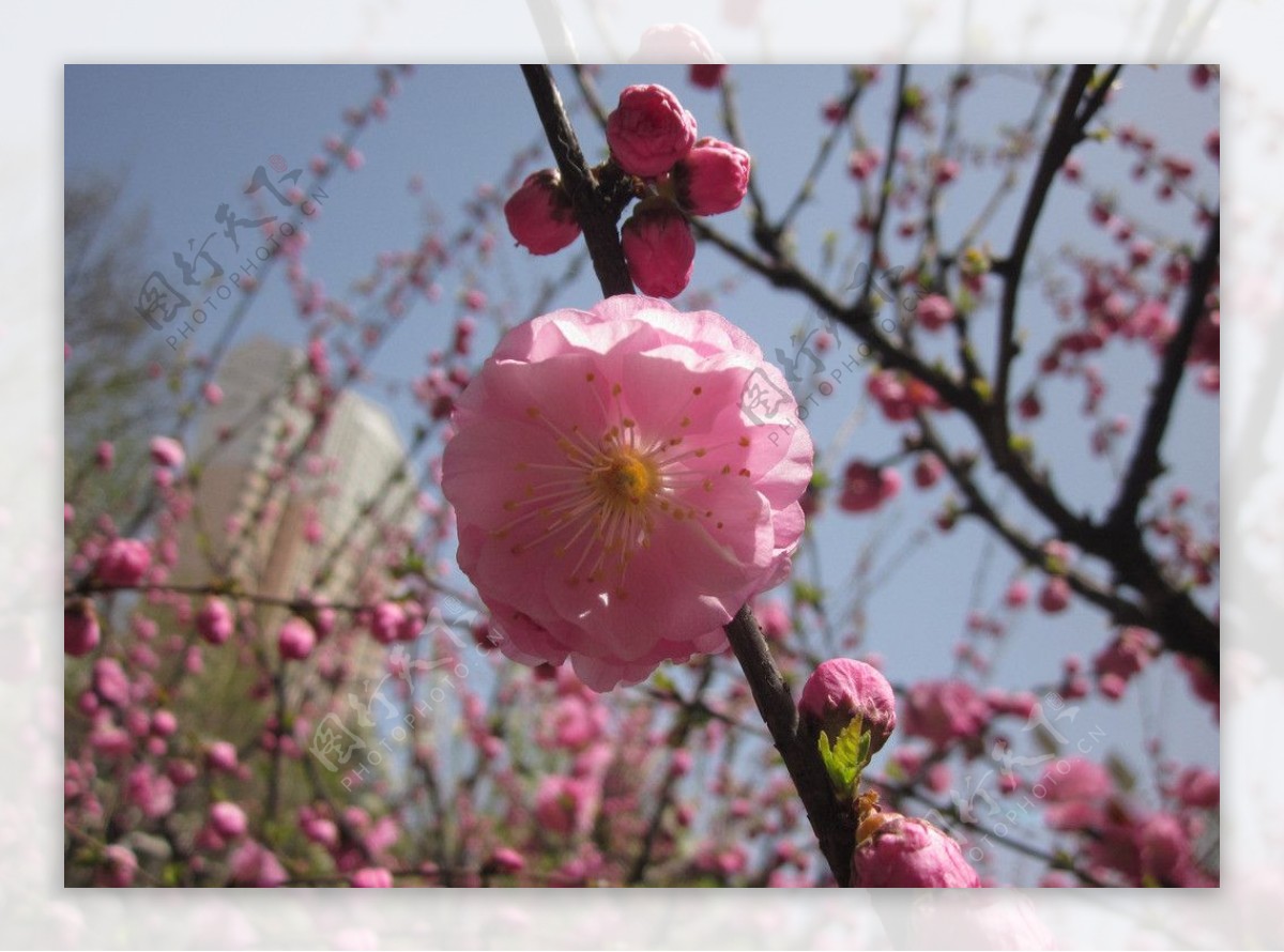 桃花图片