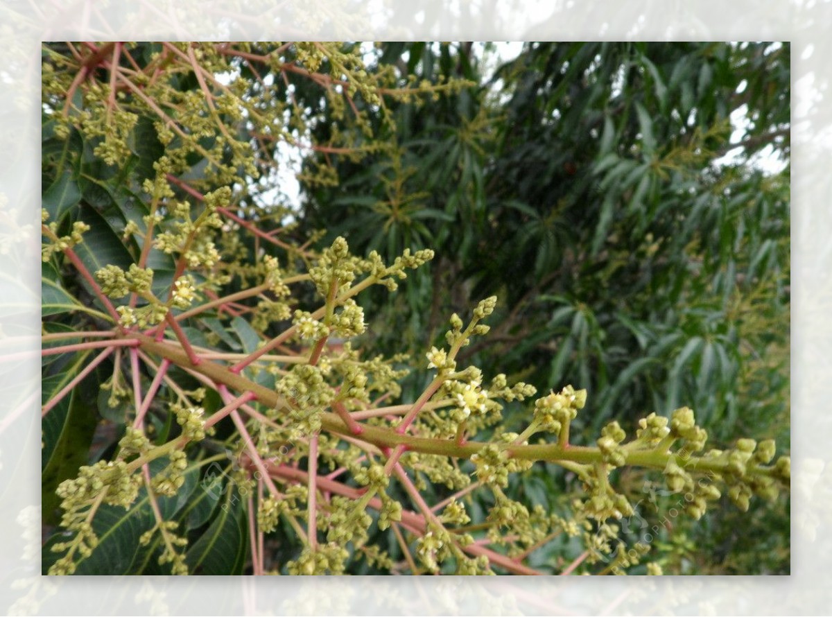 芒果晒太阳可以催熟吗 - 花百科