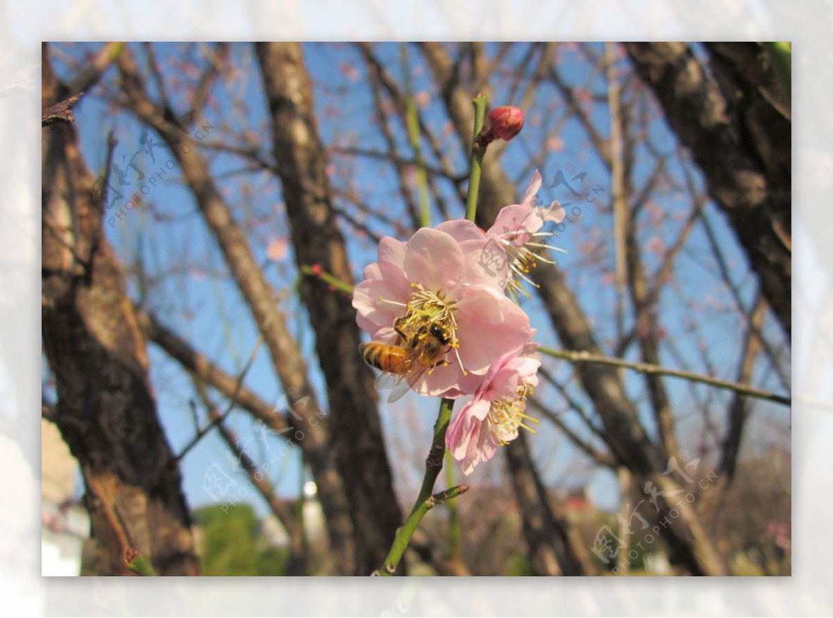 粉红梅花蜜蜂图片