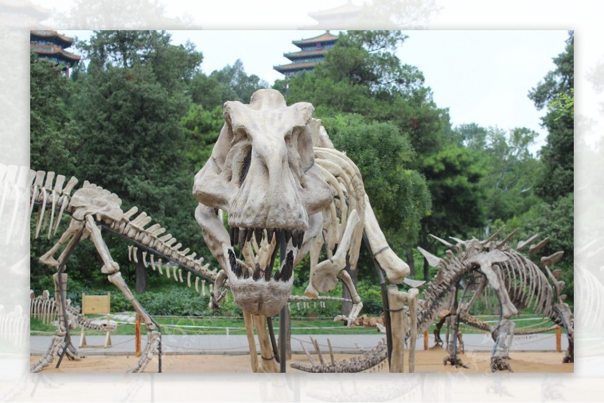 恐龙化石图片素材-编号10078512-图行天下