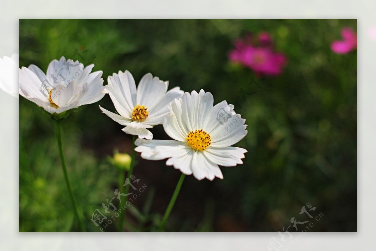 白色小野菊花图片
