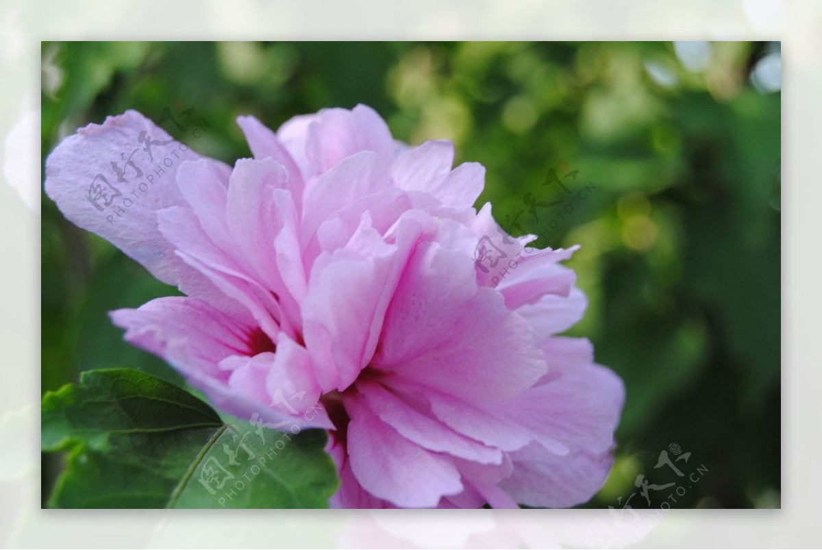 芙蓉花图片