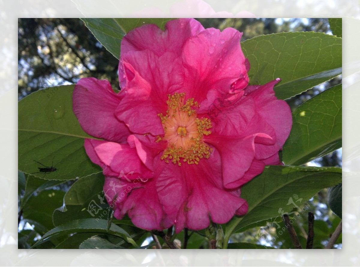 粉红牡丹山茶花图片