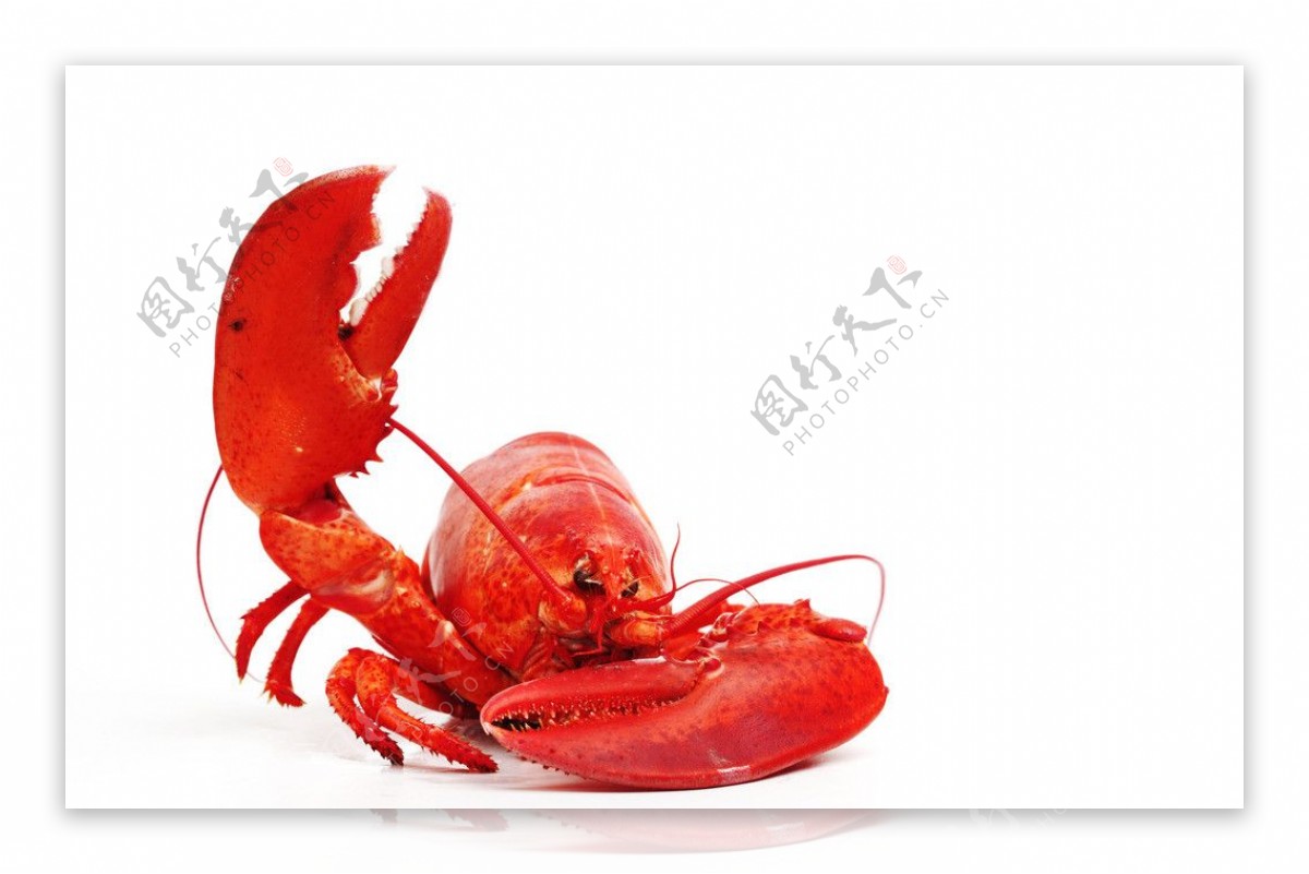 大红虾图片