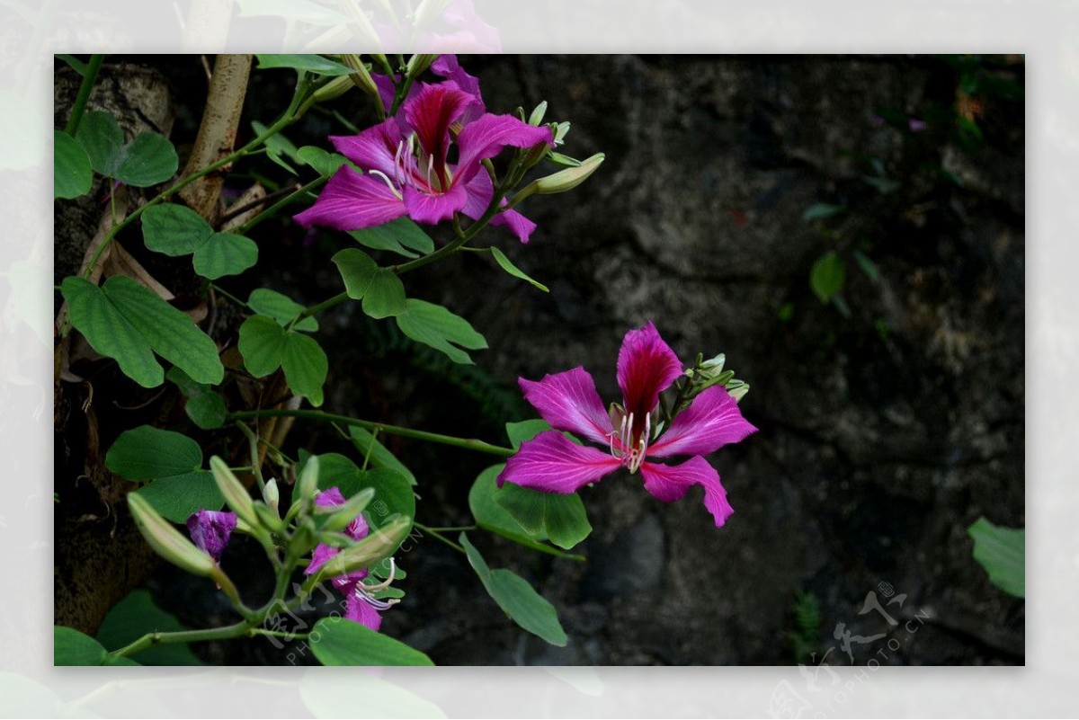 紫荆花红花羊蹄甲图片