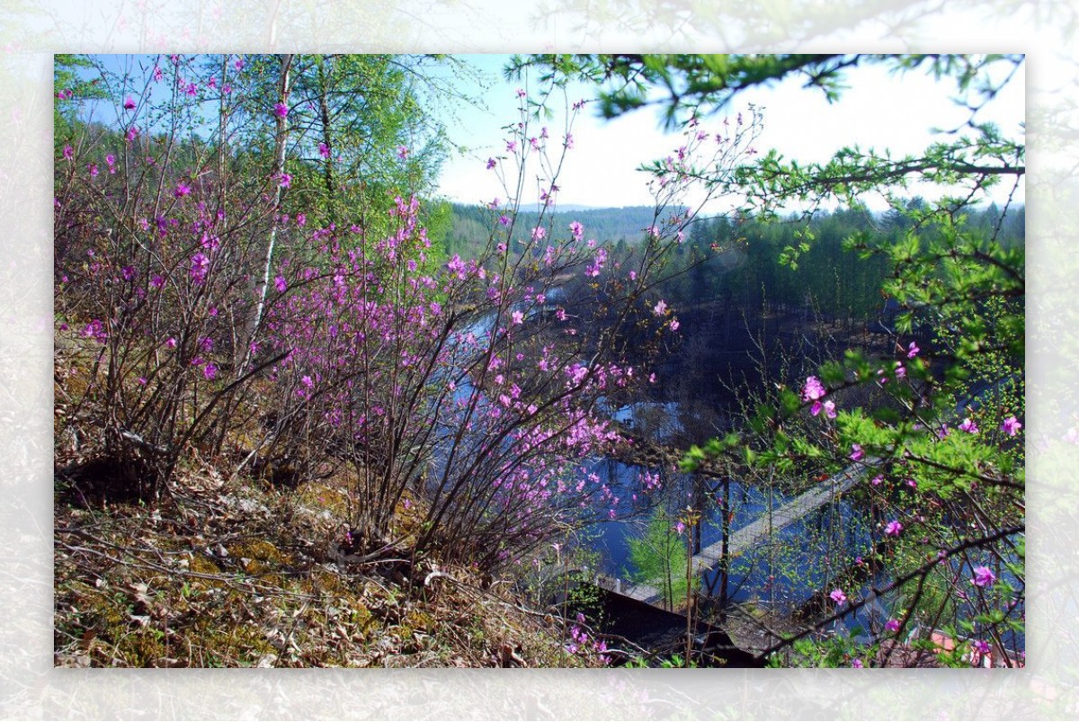 春天木屋山坡的杜鹃图片