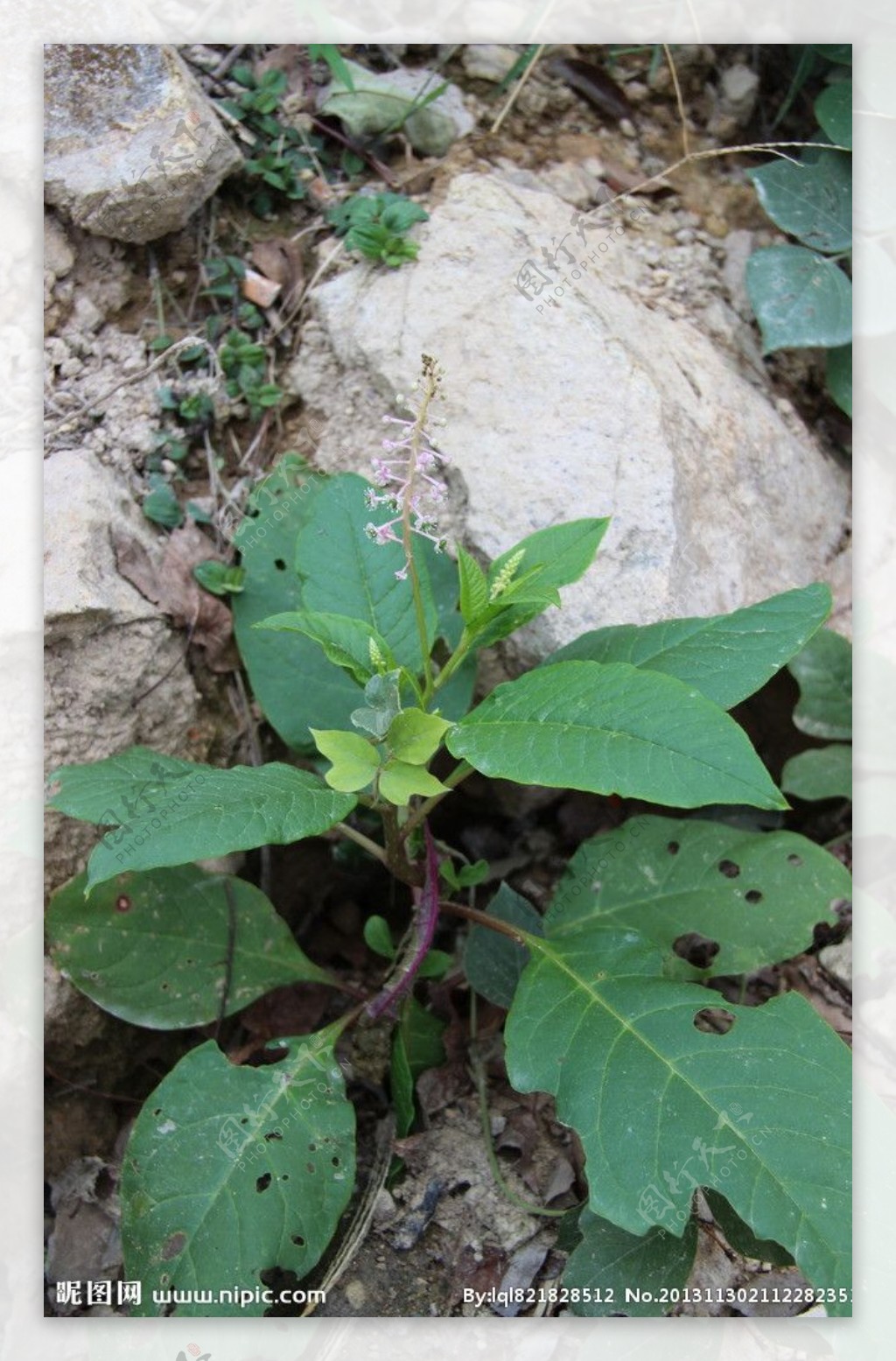 石缝里植物图片