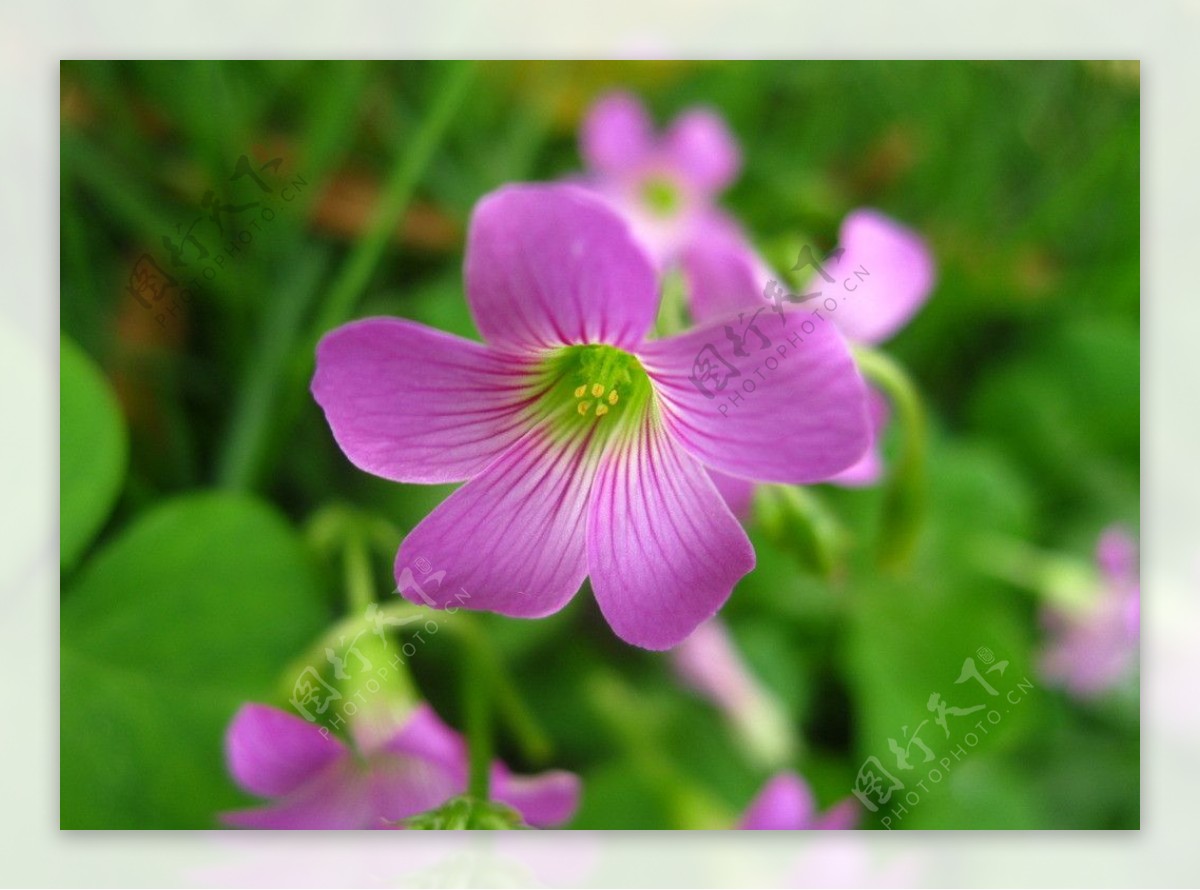 三叶草的紫色小花图片