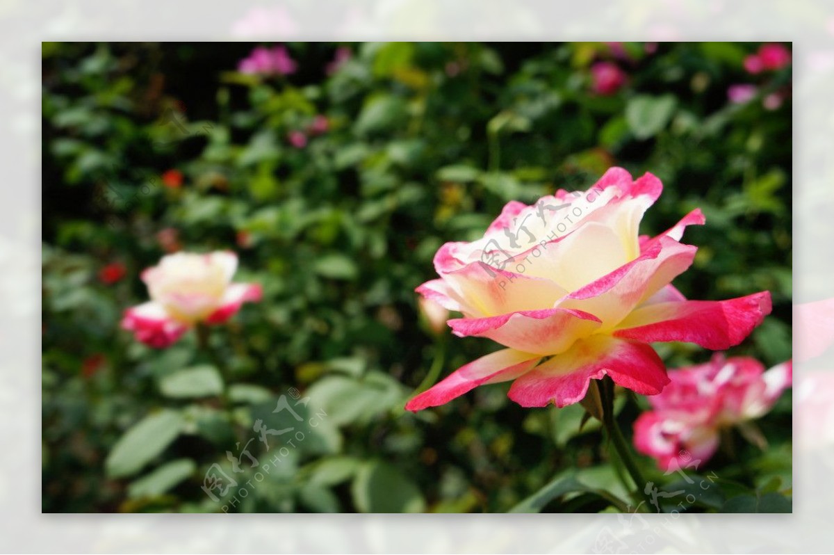 双色玫瑰花图片素材-编号16611781-图行天下