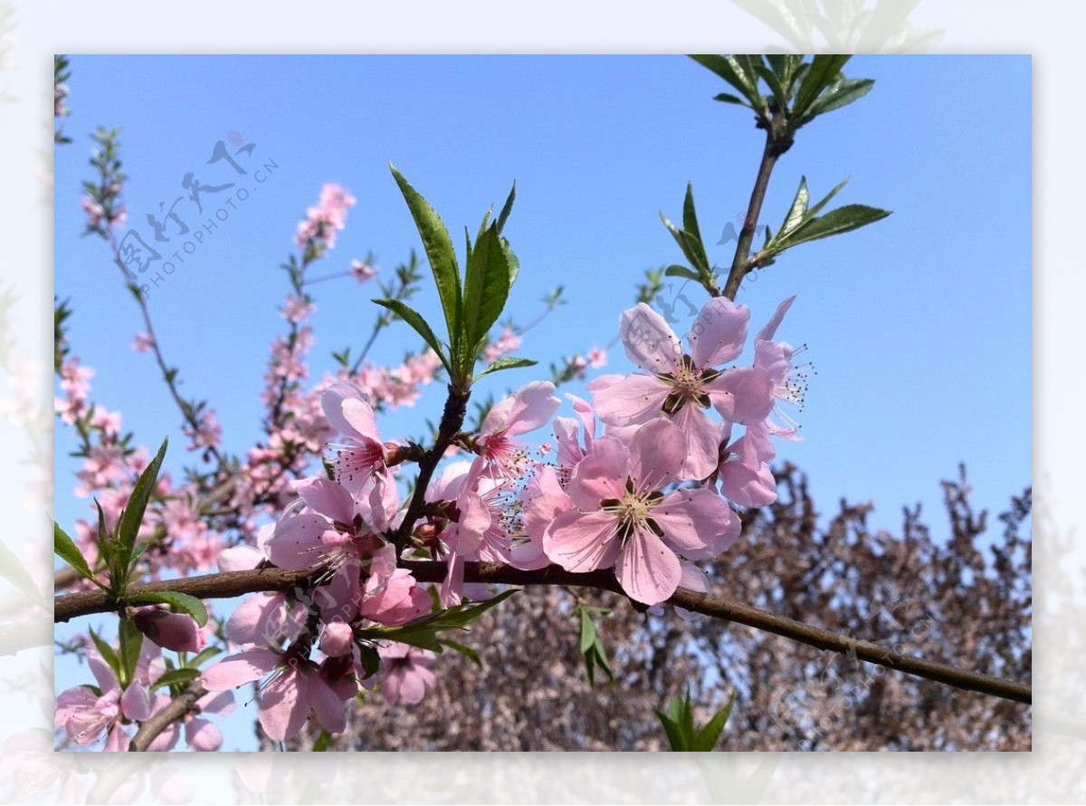 桃花图片