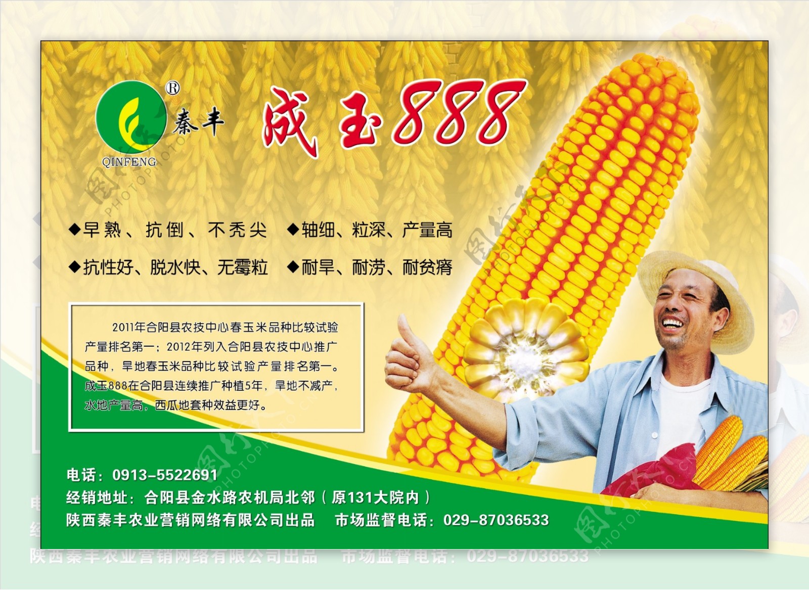 秦丰成玉888玉米种子图片